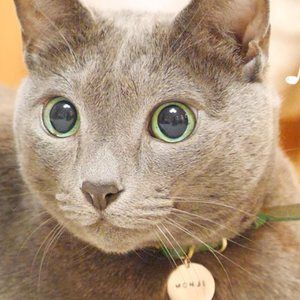 Meet your Posher, Waichi